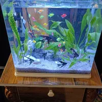 ماهی نمو یزد..آب شیرین|ماهی|یزد, |دیوار