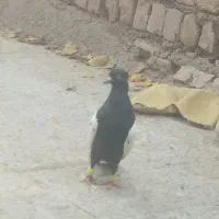 سینه نر|حیوانات مزرعه|مشهد, شهید شهریاری|دیوار