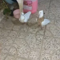 کفتر طوقی سرور با جوجه