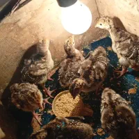 جوجه بوقلمون برنز اصلی