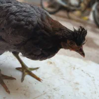 مرغ و خروس