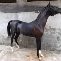 کره اسب عرب خالص