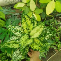 گلخانه|گل و گیاه طبیعی|آزادشهر, |دیوار