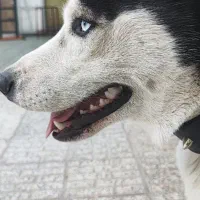 هاسکی هفت ماهه