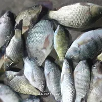 شیربت کپور شانک