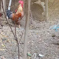 خروس|حیوانات مزرعه|محمدشهر, محمدشهر|دیوار