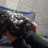 مرغ|حیوانات مزرعه|ساری, |دیوار