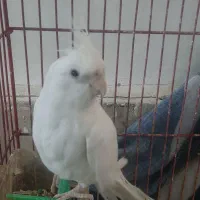 عروس هلندی