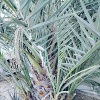 نخل برحی|گل و گیاه طبیعی|بندر امام خمینی, |دیوار