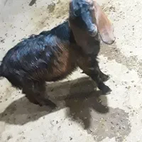 بزغاله نر|حیوانات مزرعه|سرپل ذهاب, |دیوار