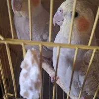 جفت عروس هلندی زیبا