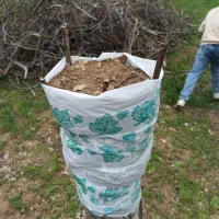 قلمه پیوندک خواب