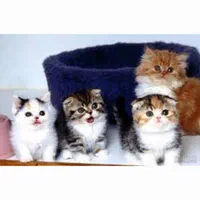 گربه فنجانی/مینیاتوی/دستی/خانگی|گربه|تهران, ولنجک|دیوار