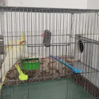 جفت عروس هلندی لوتینو|پرنده|کاشان, فاز ۲ ناجی آباد|دیوار