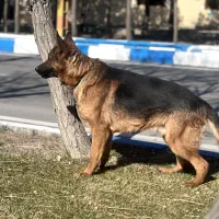 واگذاری سگ با ادب