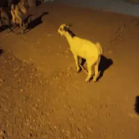 کهر نر|حیوانات مزرعه|فین, |دیوار