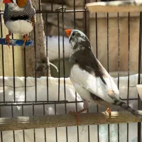 فنچ