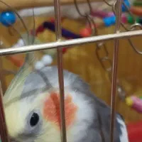 عروس هلندی گمشده