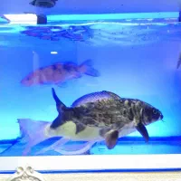 ماهی و اکواریوم|ماهی|تهران, جوادیه تهرانپارس|دیوار