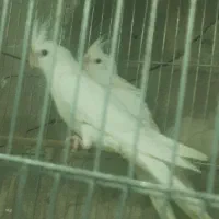 قناری عروس گلبسر|پرنده|تاکستان, |دیوار