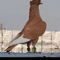 کفتر هفت رنگ