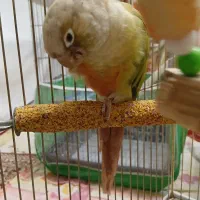 گرینجیک|پرنده|سهند, |دیوار