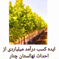 ایده کسب درآمد میلیاردی از احداث نهالستان چنار