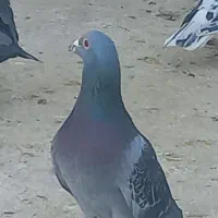 کبوتر۲۰عددپلاکی