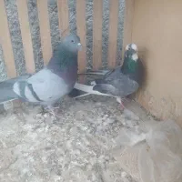 نروماده‌‌سبزدهن‌جور