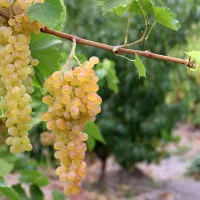 باغ انگور رویان مناسب تفریح خانواده