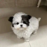 هاپو پاکوتاه|سگ|کرمان, |دیوار