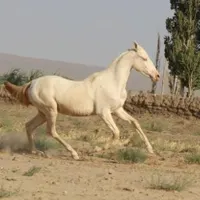 مادیون آخال تکه چشم آبی مدارک کامل