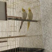 عروس هلندی