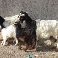 بز بچه دار جوان برای دامازدیخ