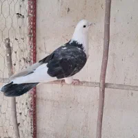 مایع کفتر ، کفتر بازی