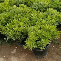 بن۱۵ مناسب اقاقیا نهال درخت جهت برای جریمه شهرداری|گل و گیاه طبیعی|تهران, سعادتآباد|دیوار