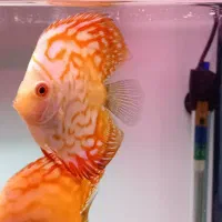 انواع دیسکس در نژادهای مختلف و گریدبالا و های بادی|ماهی|اصفهان, برازنده|دیوار