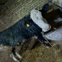 گوساله|حیوانات مزرعه|جوکار, |دیوار