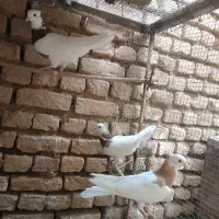 طوقی و کود کفتر