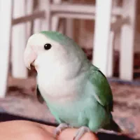 کوتوله زیباوسالم