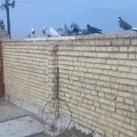 یه دم سرخ و پا بلند کبوتر درجه یک بقیه همه نر|پرنده|کارون, |دیوار