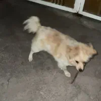 پامر قیمت مفت