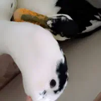 دو عدد اردک نره و ماده|حیوانات مزرعه|ری, بیبی شهر بانو|دیوار