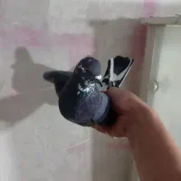 کبوتر|پرنده|اردبیل, |دیوار