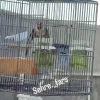 سهرهنرسرسیاه|پرنده|شیراز, لاله|دیوار