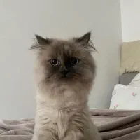 سپردن لئو چشم کهکشانی به خانواده امن