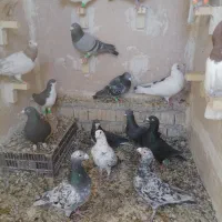 دس کفتری فروشی|پرنده|آباده, |دیوار