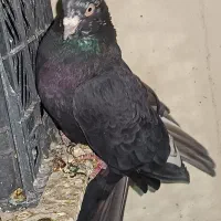 نر برگشته کاکلی زاغ