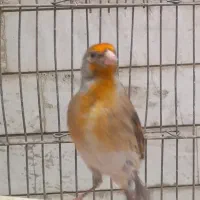 فروش سهره قناری|پرنده|اصفهان, نقش جهان|دیوار