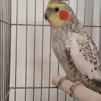 عروس هلندی ماده